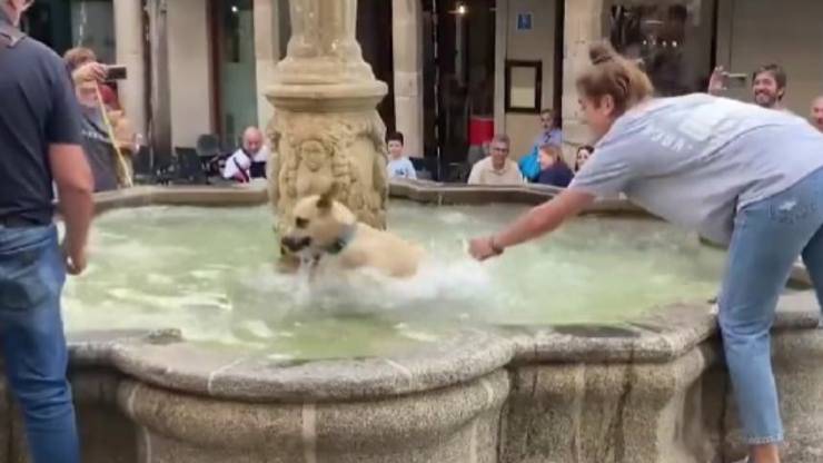 Cane nella fontana
