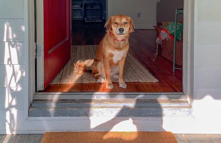 Cane nella sua nuova casa