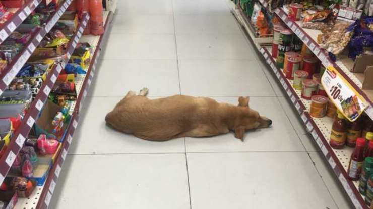 cane dorme nel negozio