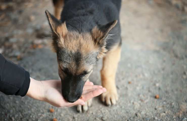 Cane randagio mangia dalla mano