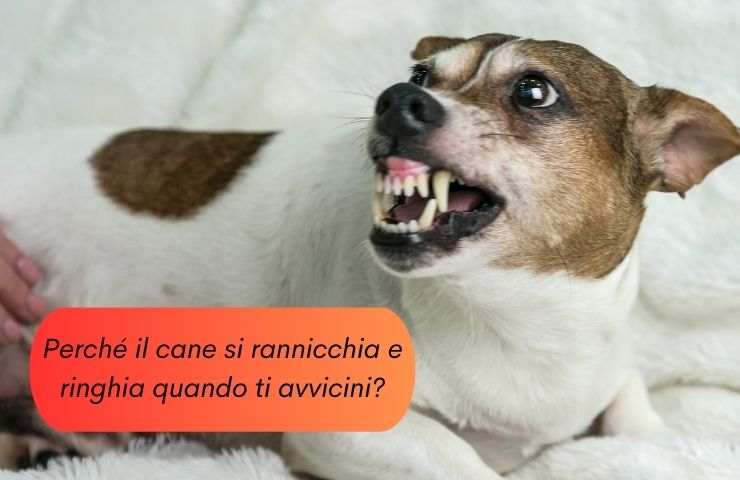 Cane ringhia quando lo tocco