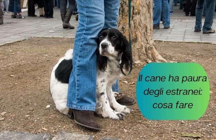 Cane spaventato dagli estranei