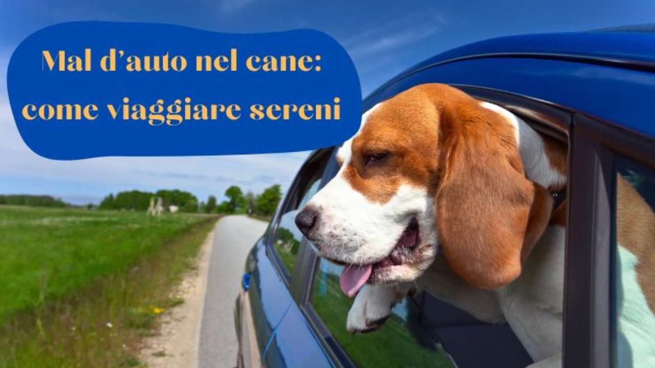 Il cane soffre il mal d'auto? Viaggia sereno con questo trucco
