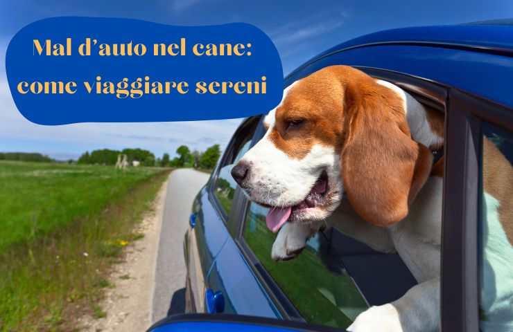 Cinetosi nel cane