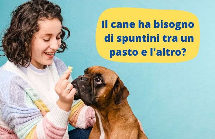 Cane sta per fare lo spuntino