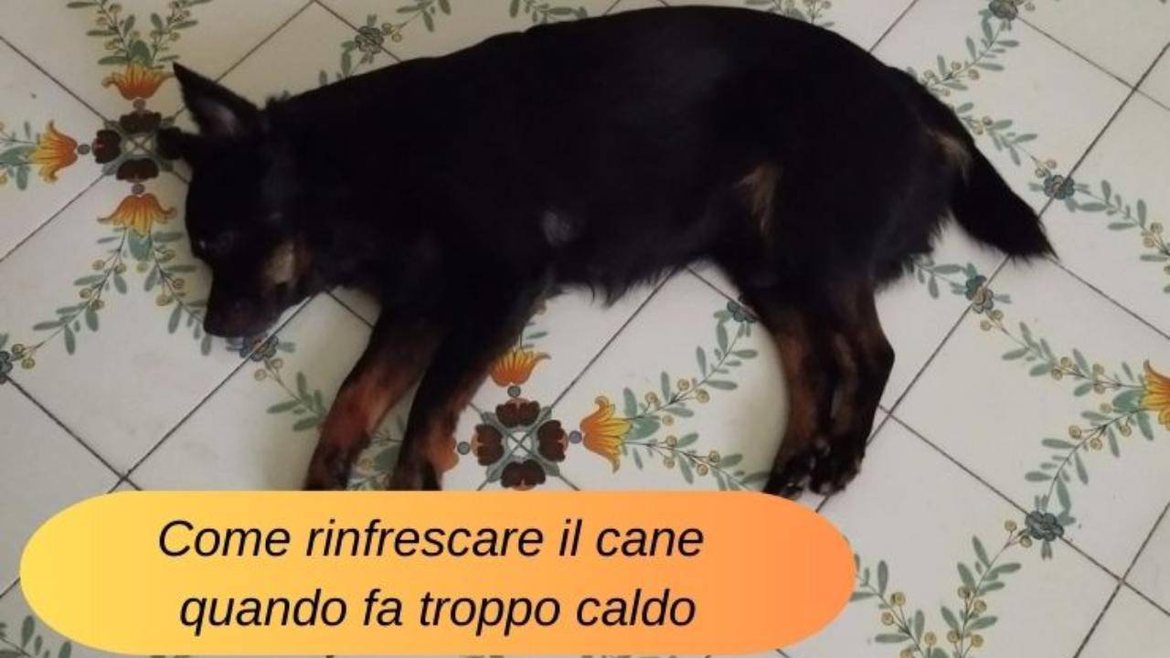 Come aiutare il cane a rinfrescarsi quando fa troppo caldo oggetti