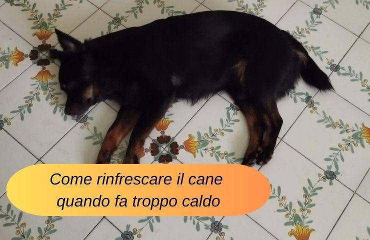 Cane steso a terra per il caldo