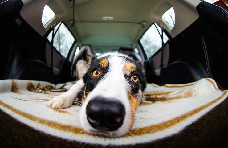 Cane sulla coperta in macchina