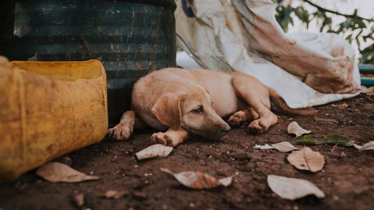 Cane tra la spazzatura