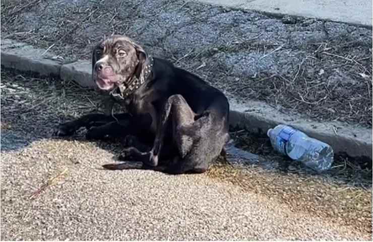 Fermo sul ciglio della strada stava svenendo per il caldo