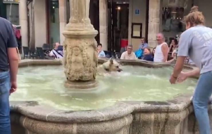 Cane vuole restare nella fontana