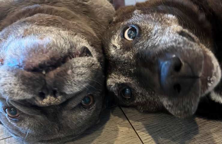 Cani di Patrick Dempsey