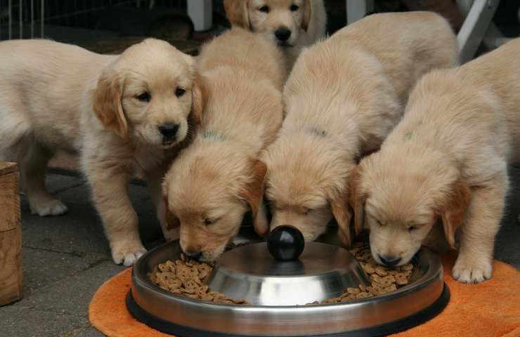 Cani mangiano insieme