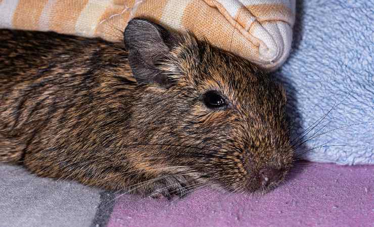 degu