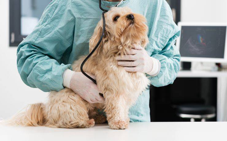 cane dal veterinario