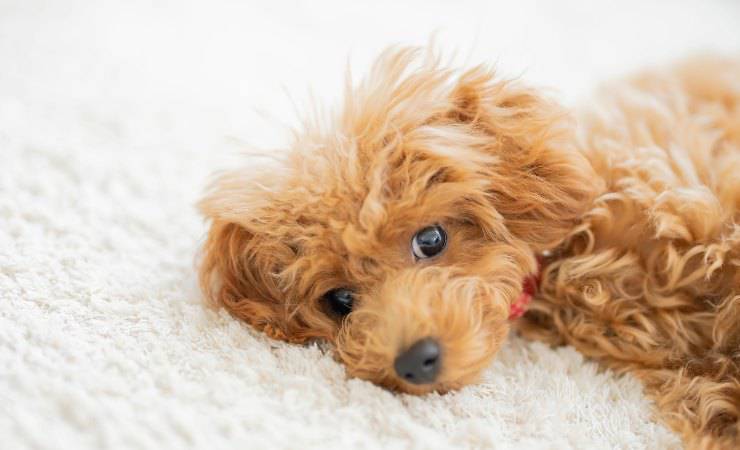 cane con problemi di salute