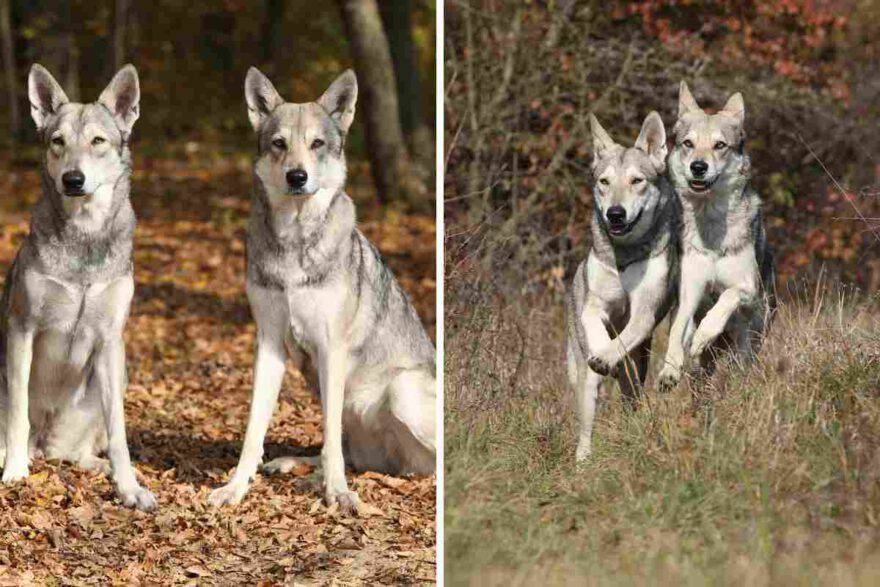 due cani razza Saarlos