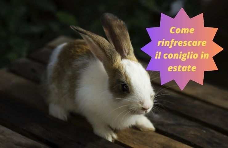 Proteggere il coniglio dal caldo
