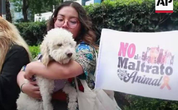 corteo messico animali