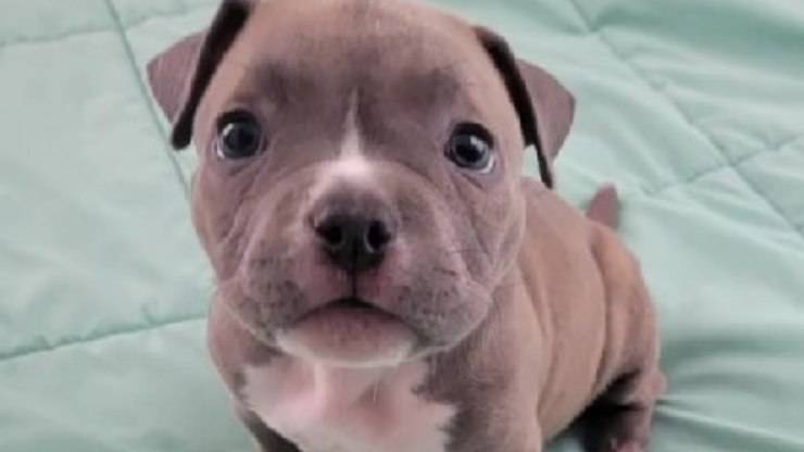 Cucciolo di Pitbull zampe deformate