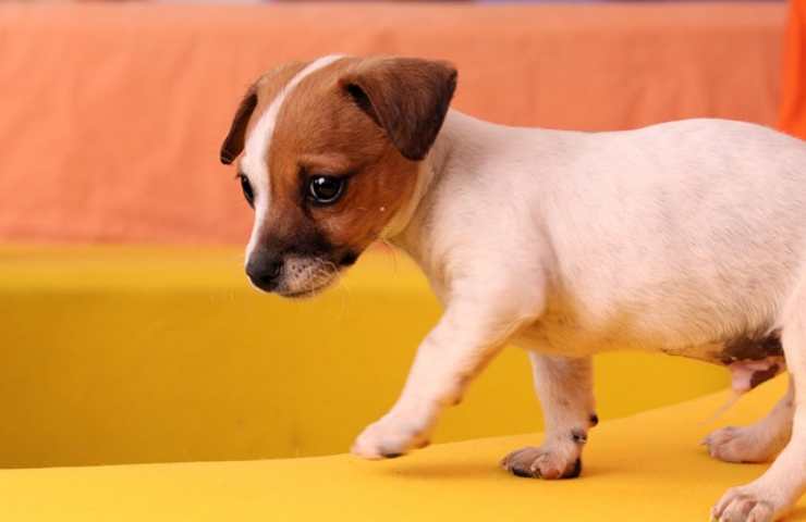 Cucciolo di cane 