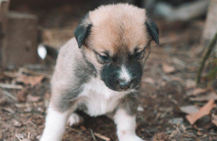 Cucciolo per la strada