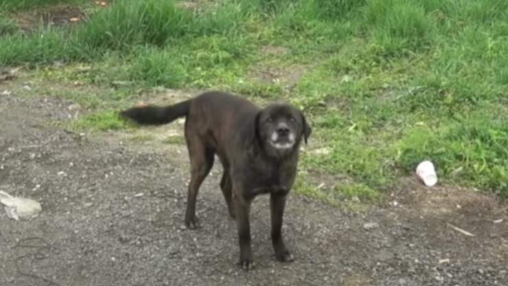 Cucciolo randagio salvato strada