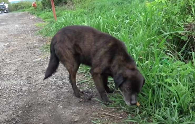 Cucciolo randagio nasconde biscotti