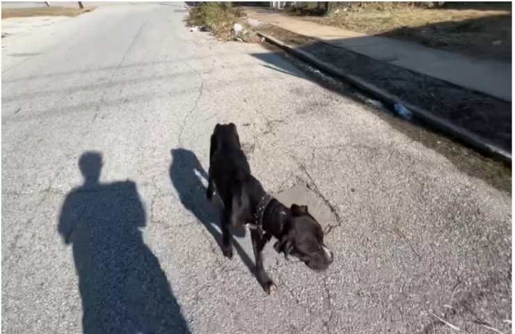 Fermo sul ciglio della strada stava svenendo per il caldo