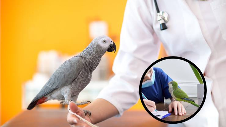 pappagallo dal veterinario