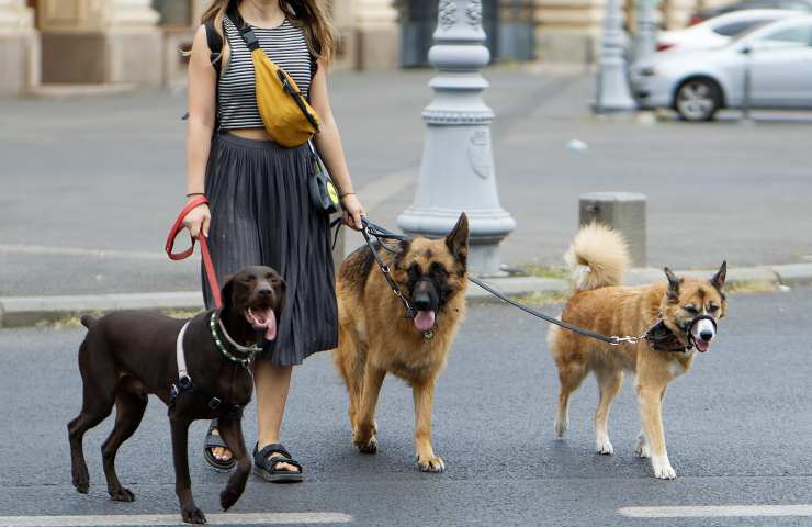 Dog sitter a passeggio con i cani