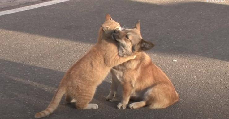 Dolci abbracci tra cane e gatto