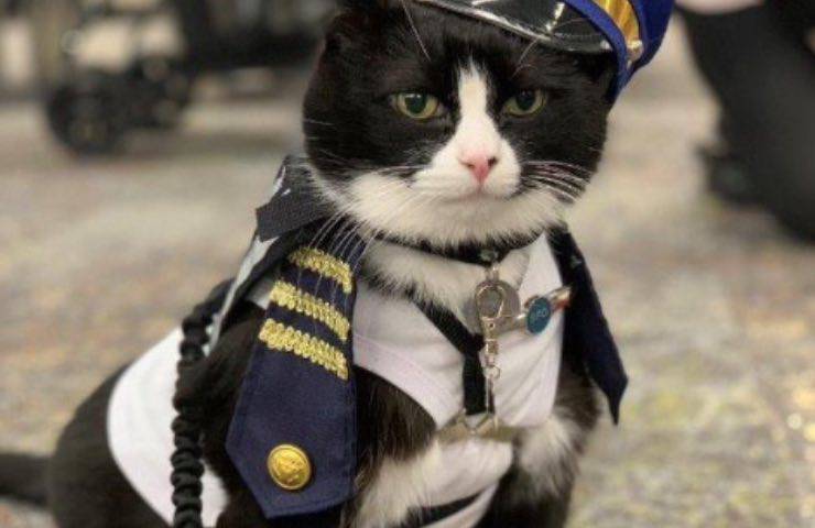 gatto uniforme medaglie volo