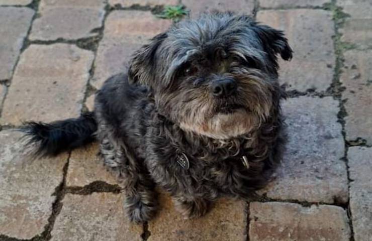 Abbandonato in condizioni agghiaccianti