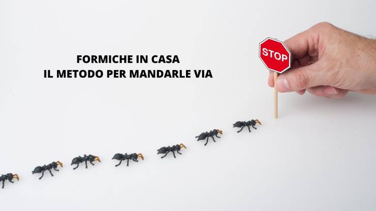 stop alle formiche 