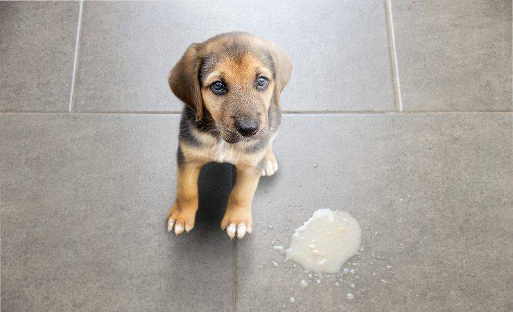 vomito del cucciolo di cane 