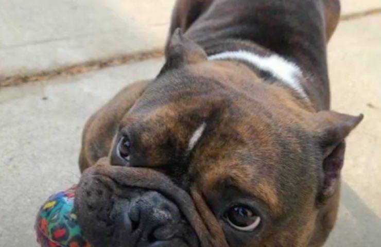 cane recuperato Bulldog Francese