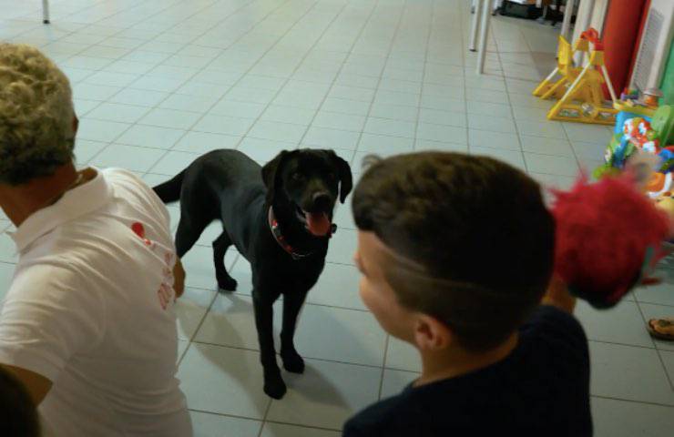 cani sorridente piccoli pazienti