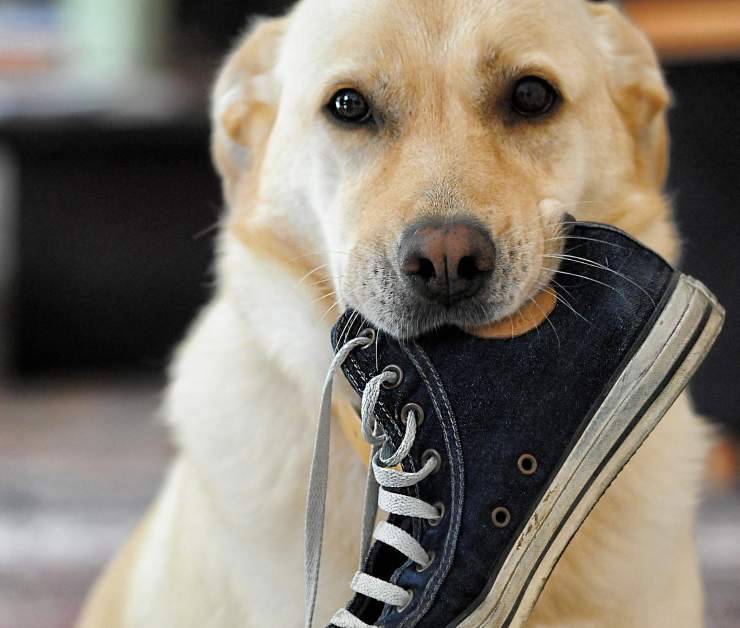 gesto commovente canile cane