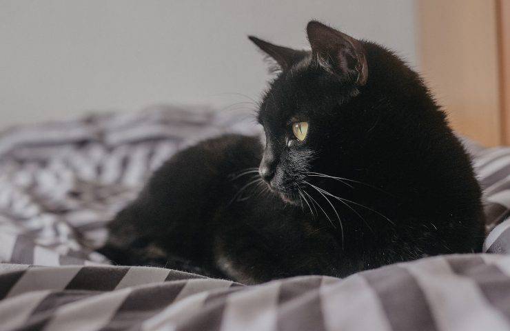 intervento veterinario micio sterilizzato