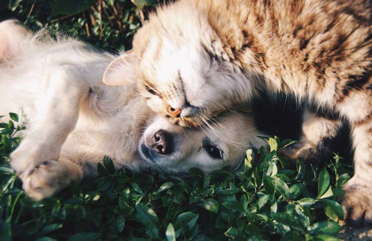 bambina cane adotta anziano