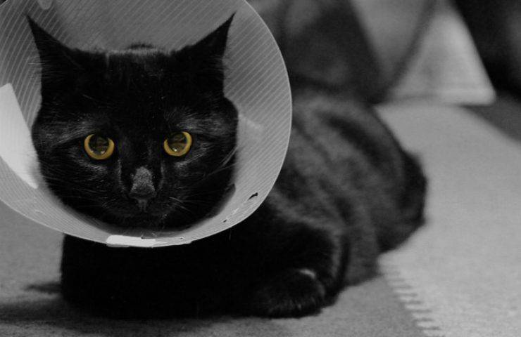 intervento veterinario gattino sterilizzare