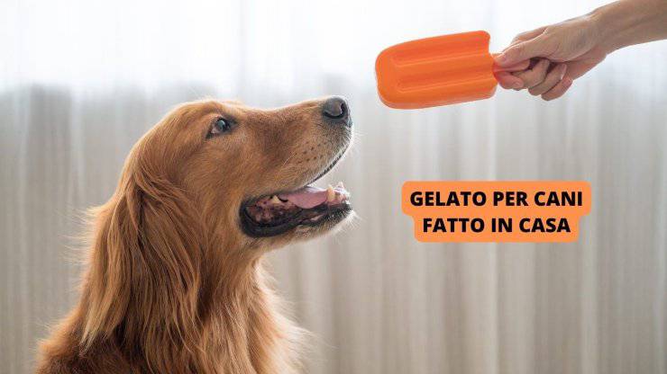 Cane vuole il gelato 