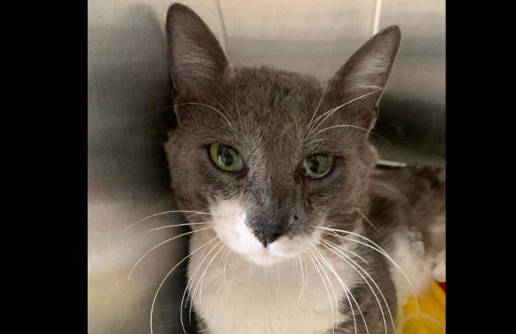 Spara al gatto con una pistola e fugge via