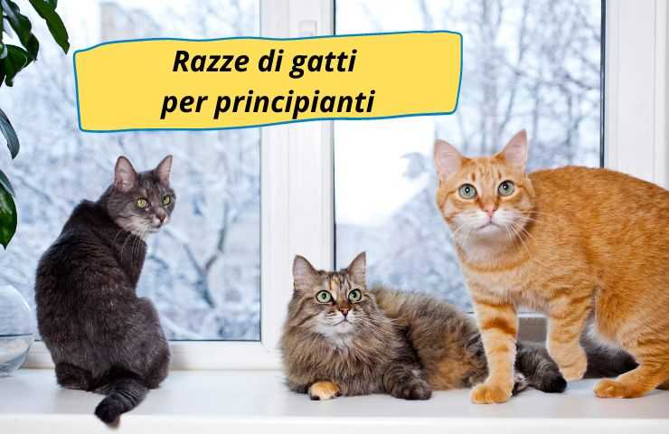 Gatti sul davanzale