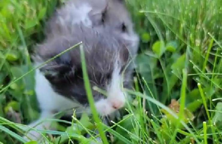 golden e gattino video