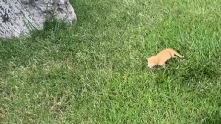 Trovano un gattino in vacanza: lo portano a casa e il loro gatto li stupisce  --- (Fonte immagine: https://www.amoreaquattrozampe.it/wp-content/uploads/2023/07/Gattino-abbandonato-1.jpg)
