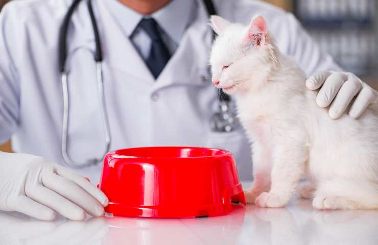 gatito en el veterinario