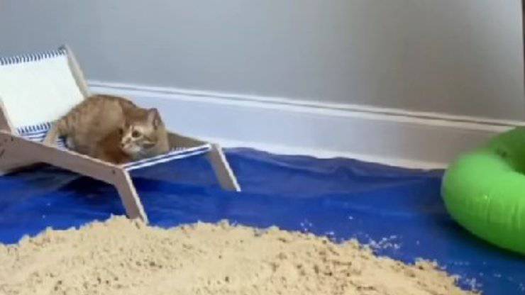 costruisce finta spiaggia per gatto