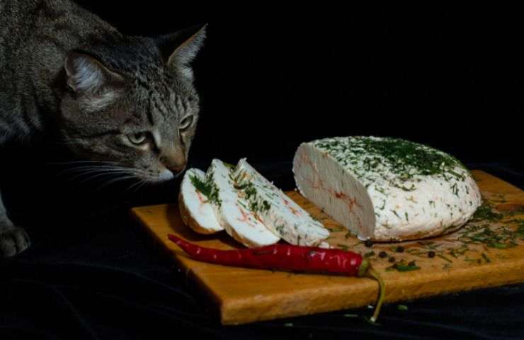 Gatto annusa formaggio